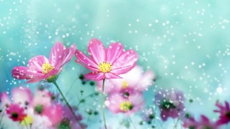 Pretty Summer - flowers, summer, pink, nature