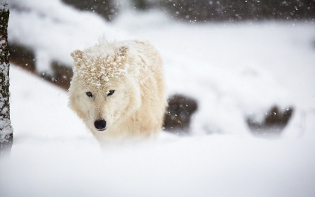 Arctic Wolf - snow, winter, animal, wolf