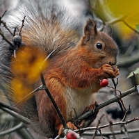 Cute Squirrel