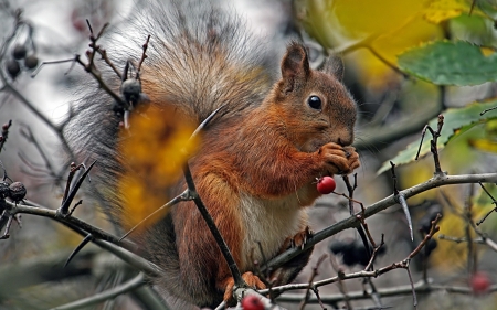 Cute Squirrel - animal, trees, cute, squirrel