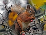 Cute Squirrel