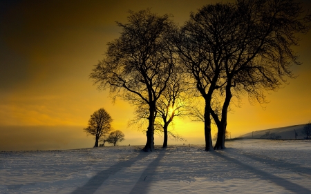 Winter Evening - trees, landscape, snow, field, sunset