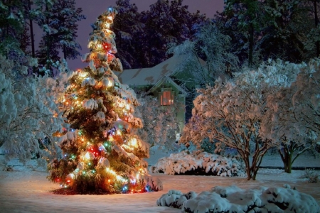 Christmas Tree - cottage, trees, snow, colors, lights