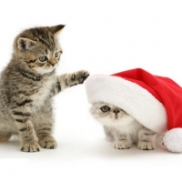 Christmas Kitties