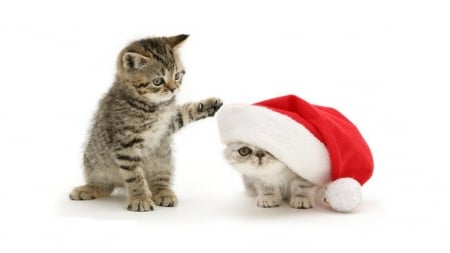 Christmas Kitties - holidays, animals, cats, cute, christmas