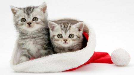 Happy Kitty Holidays - christmas, kittens, cute, cats, animals