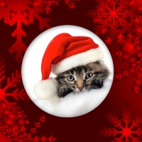 Merry Christmas Kitten
