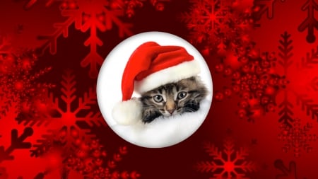 Merry Christmas Kitten - animals, cats, cute, kitten, christmas