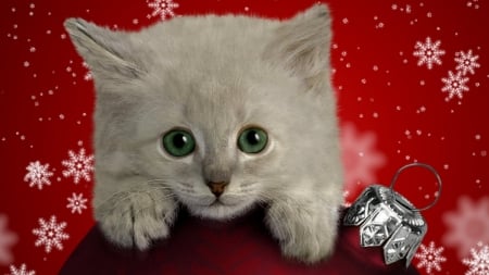 The Cutest Christmas Kitten - animals, cats, cute, kitten, christmas