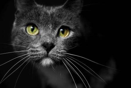 Cat - green eyes, grey, cat, animal, black