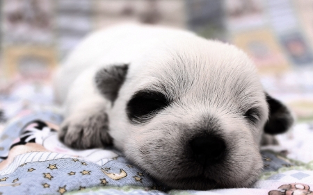 A few days old puppy - puppy, animals, cute, dog