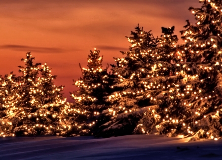 Christmas Trees - Trees, Winter, Christmas, Nature