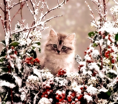 Lovely Kitten - Winter, cute, Kitten, Cat