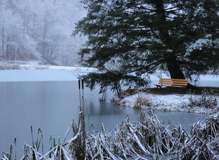 Winter - lake, trees, forest, snow, winter, bench, tree, snowy