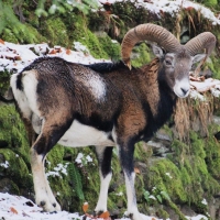 Bighorn-Sheep