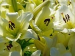 Lilies