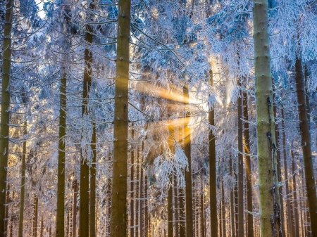 Beautiful winter light - morning, sunlight, trees, landscape, sun, light, winter, rime, forest, cold, snow, scene