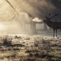 Deer in the Winter