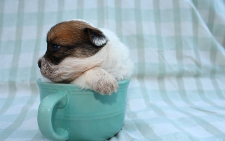 Puppy in a cup - animals, cute, puppy, cup, dog