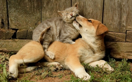 Puppy kissing the cat - animals, kissing, cat, puppy, dog