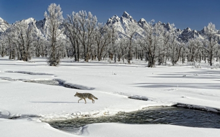 Wolf walking in the snow - lake, forest, wolf, animals, winter, walking, tree, snow