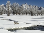 Wolf walking in the snow