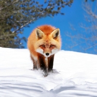 Brown fox walk in the snow