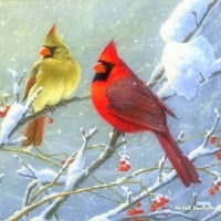 Winter Cardinals