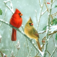 Cardinals in Snow