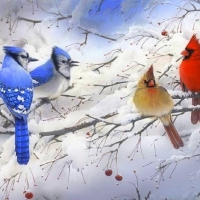 Winter Blue & Cardinals