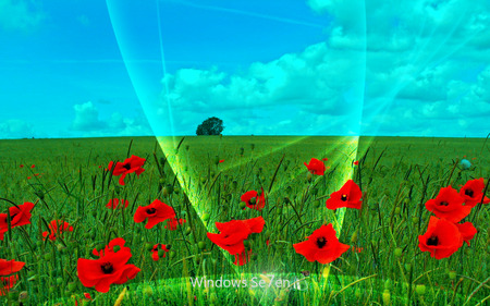 Wallpaper 90 - Windows 7 - roses, microsoft, blue, seven, windows, grass, flowers, nature, windows 7, green, 7, sky