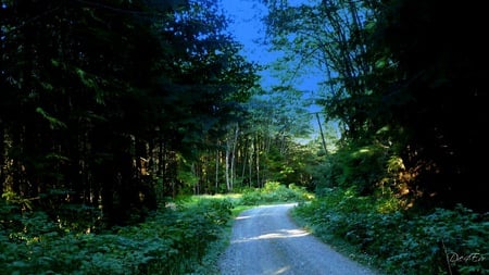 Where To? - mountain, road, widescreen, washington