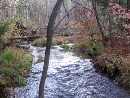 Double Take - trees, water