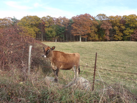 So Cute - cow, grass, trees