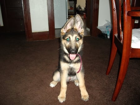 Bella - german, home, bella, dog, shepherd