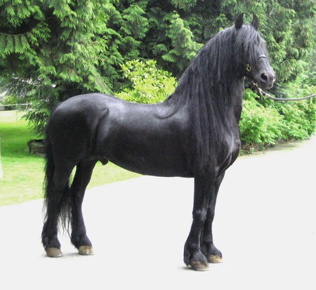 Horse - animal, cavalo, friesian, horse