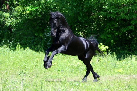 Beautiful Friesain - cavalo, animal, horse