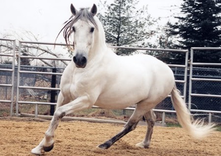 White Andalusian - animal, cavalo, horse