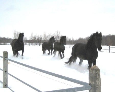 Horses :D - animal, cavalo, horse