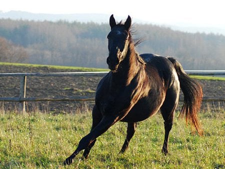 I love Run - horse, animal, cavalo