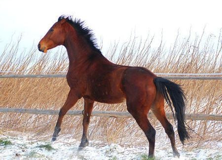 Jumping Horse - cavalo, animal, horse