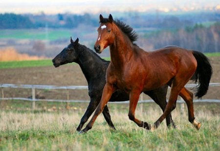 What a Peasure - horse, animal, cavalo