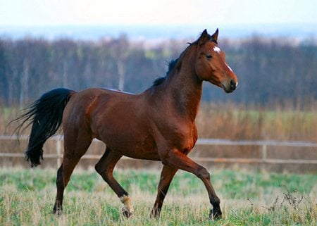 Look at me - cavalo, animal, horse