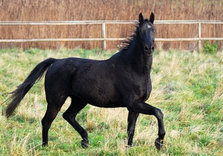 Black Horse - cavalo, animal, horse