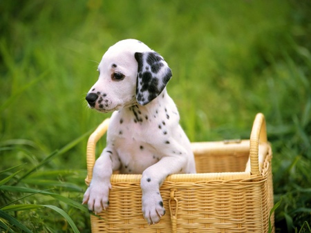 Dalmatian - animal, dalmata, dalmatian, cachorro, puppy