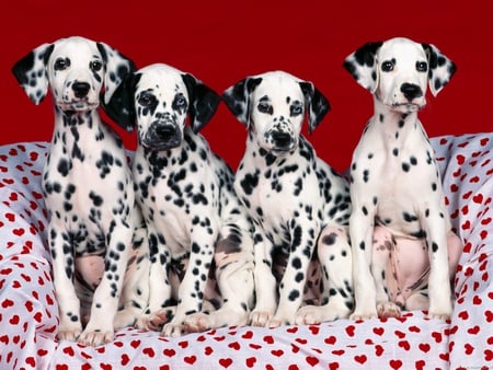 Puppies Love - love, cachorro, puppy, dalmatian, animal, dalmata, puppies