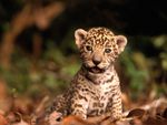 Baby Jaguar