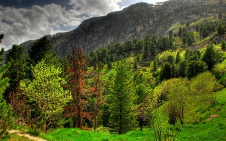 Alpine view - trees, alpine, view