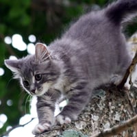 a cute wild kitten