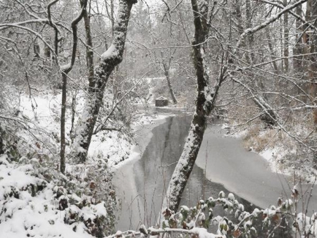 Snow in the Woods - snow, winter